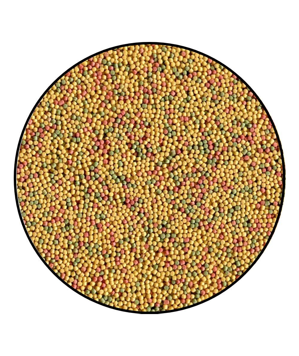 Labcon Canarios