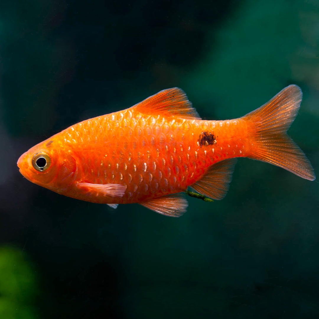 Barbus Rosasius