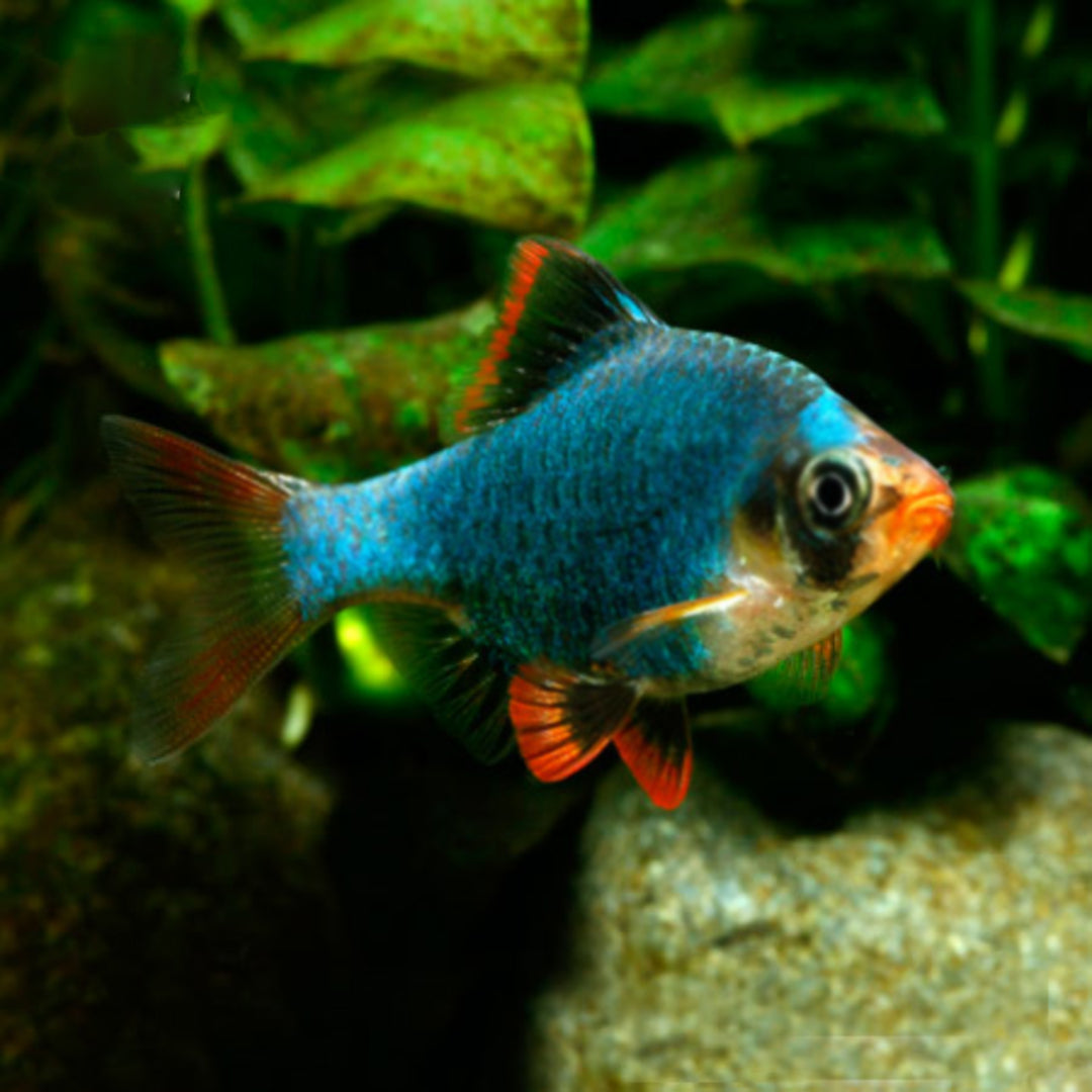 Barbus Tetrazona Verde