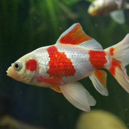 Carassius Cometa Red White