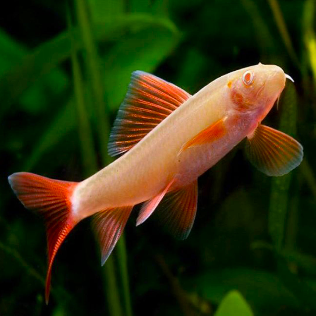 Labeo Albino