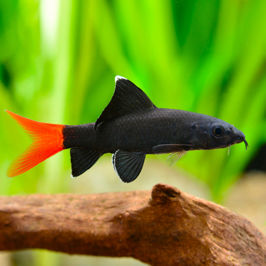 Labeo Bicolor