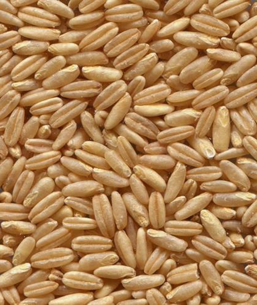 Avena