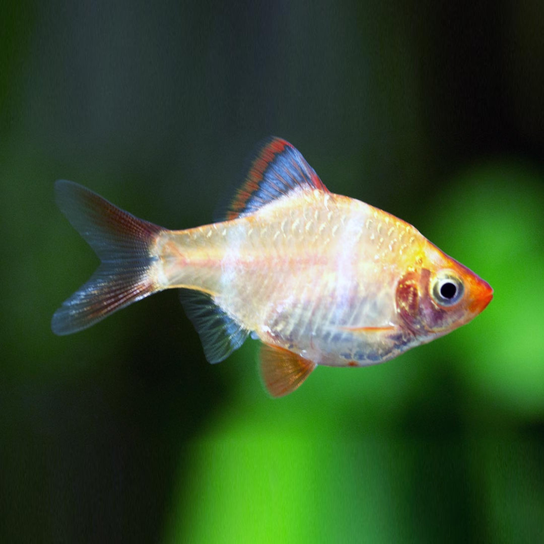 Barbus Tetrazona Albino