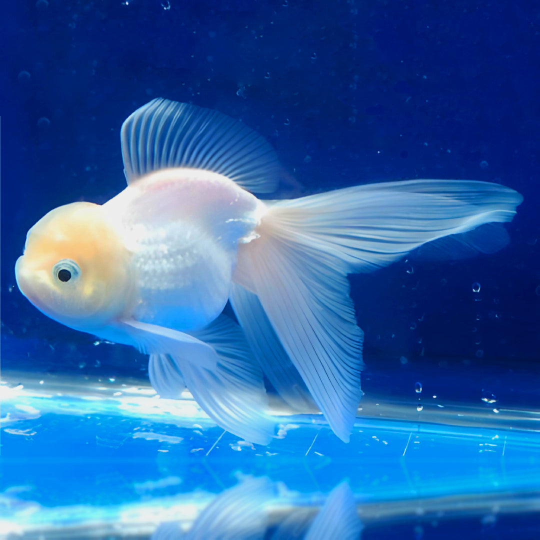 Carassius Oranda Red Cap