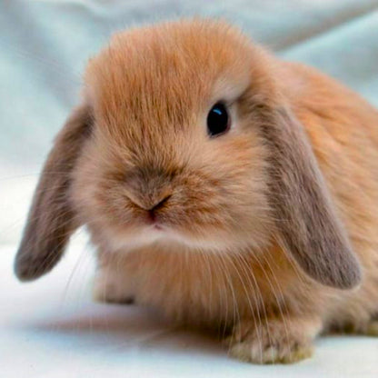 Conejos Holland Lop