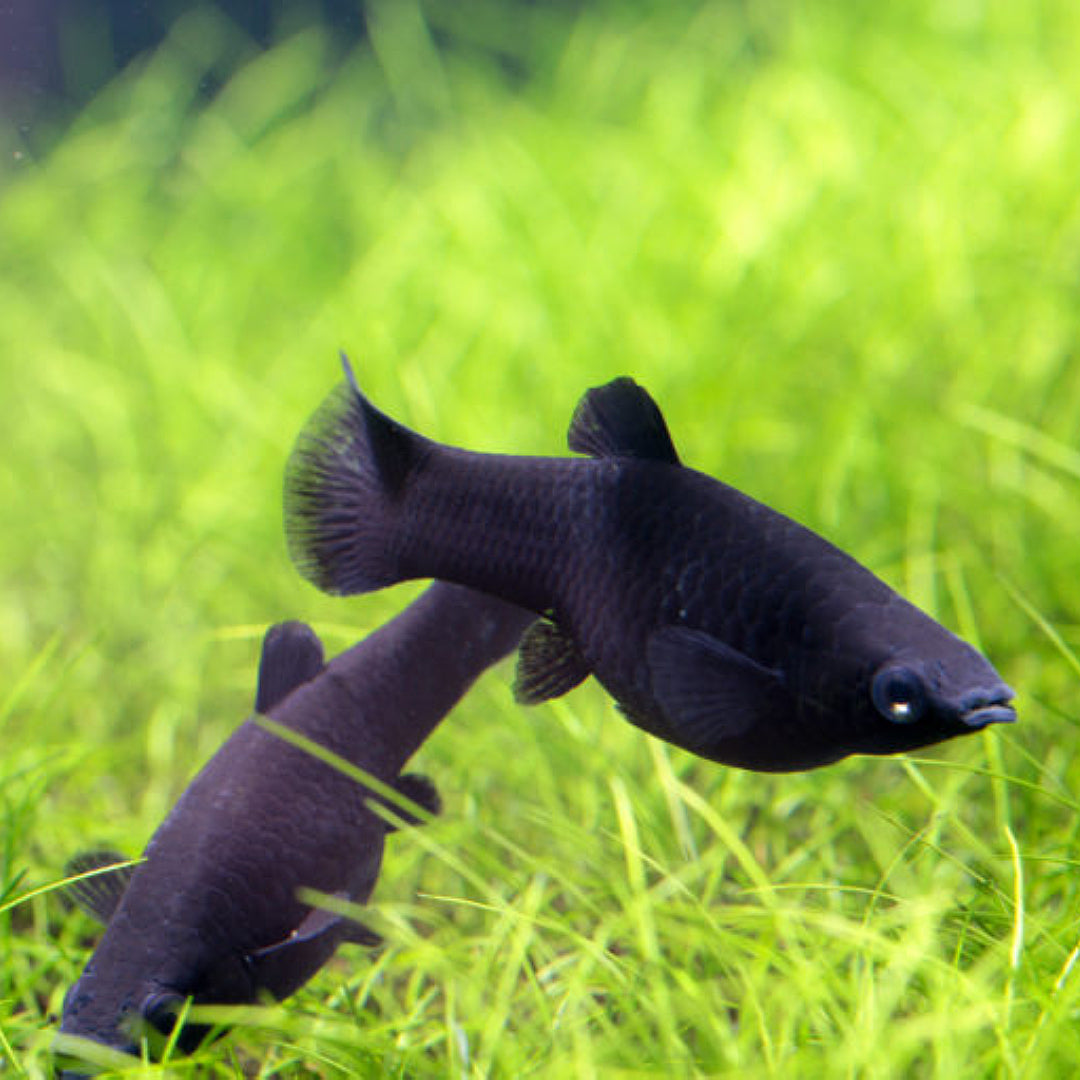 Molly Negro
